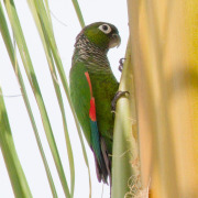 Maroon-bellied parakeet