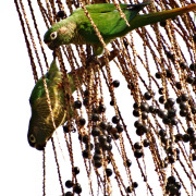 Maroon-bellied parakeet