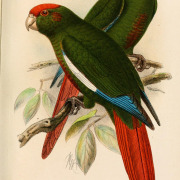 Maroon-tailed Parakeet