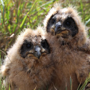 Marsh Owl