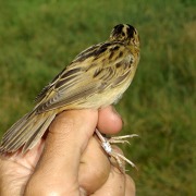 Marsh Warbler