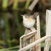 Marsh Wren