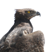 Martial Eagle
