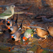 Masked Finch