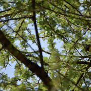 Masked Lovebird