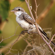 Masked Shrike