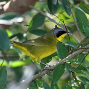 Masked Yellowthroat