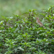 Meadow Bunting
