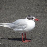 Mediterranean Gull