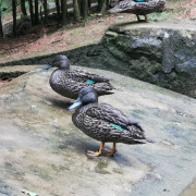 Meller's Duck