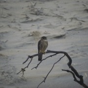 Merlin