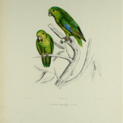 Mexican Parrotlet