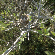 Mexican Sheartail