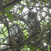 Mexican Spotted Owl