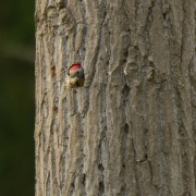 Middle Spotted Woodpecker