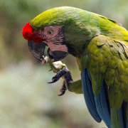 Military Macaw