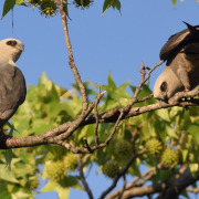 Mississippi Kite
