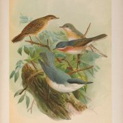 Moltoni's Warbler