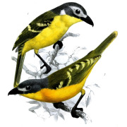 Monteiro's Bushshrike