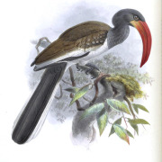 Monteiro's Hornbill