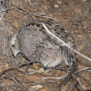 Montezuma Quail