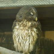 Mottled Owl