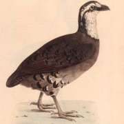 Mountain Bamboo Partridge