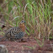 Mountain Bamboo Partridge