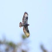 Mountain Buzzard