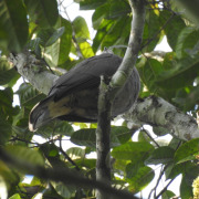 Mountain Imperial Pigeon