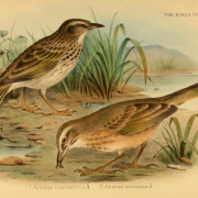 Mountain Pipit