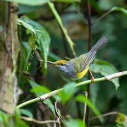 Mountain Tailorbird
