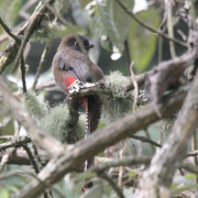 Mountain Trogon
