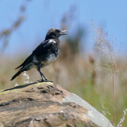 Mountain Wheatear