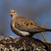 Mourning Dove