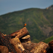 Moussier's Redstart