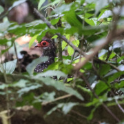 Nahan's francolin