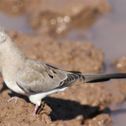 Namaqua Dove