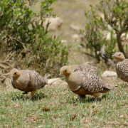 Namaqua Sandgrouse