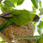 Nanday Parakeet