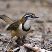 Necklaced Laughingthrush