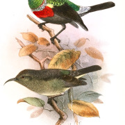 Neergaard's Sunbird