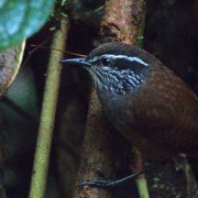 Negreti's Antpitta
