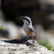 Neumayer's nuthatch