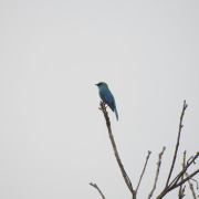 Nilgiri flycatcher