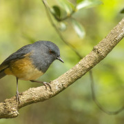 Nilgiri Sholakili