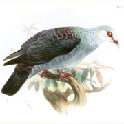 Nilgiri wood pigeon
