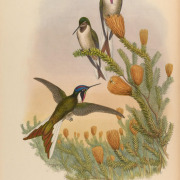 Noble Oriole