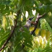Noisy Friarbird