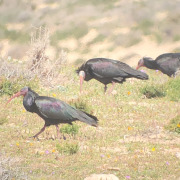 Northern Bald Ibis